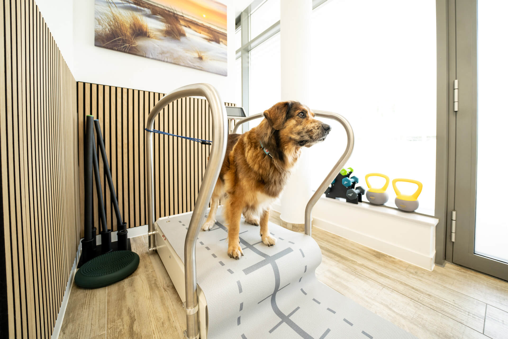 Hund auf Laufband in Riva Medical Lounge. Tierphysiotherapie für Hunde.